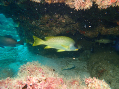 Plectorhinchus gaterinus