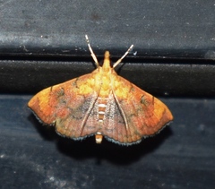 Hyalobathra aequalis