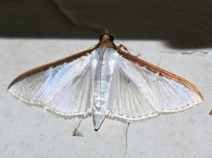 Cydalima