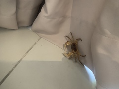 Geograpsus grayi