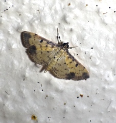 Herpetogramma cynaralis