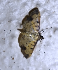 Herpetogramma cynaralis