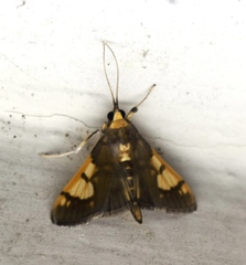 Ulopeza idyalis