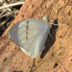 Colotis ione