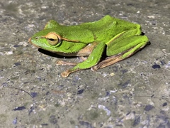 Zhangixalus prasinatus