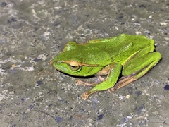 Zhangixalus prasinatus