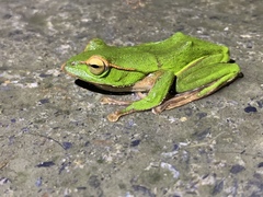 Zhangixalus prasinatus