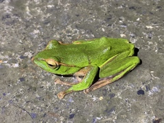 Zhangixalus prasinatus