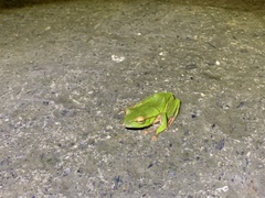 Zhangixalus prasinatus