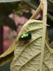 Colaspis laeta