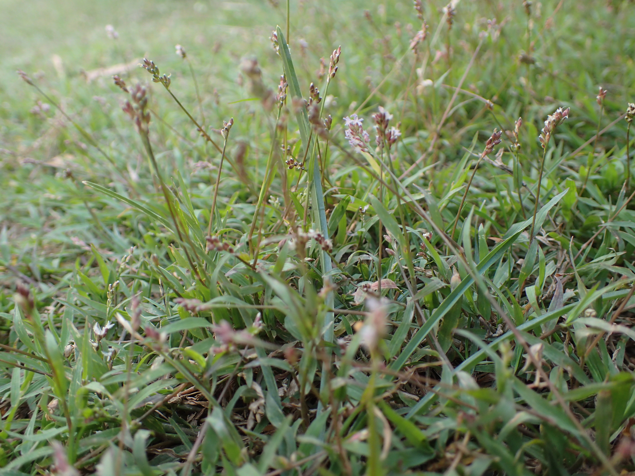 (c) bat (Maria Vorontsova), aucun droit réservé (CC0) https://www.inaturalist.org/observations/64296738