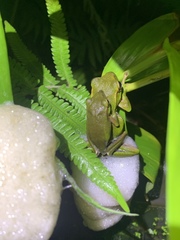 Zhangixalus prasinatus