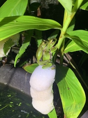 Zhangixalus prasinatus