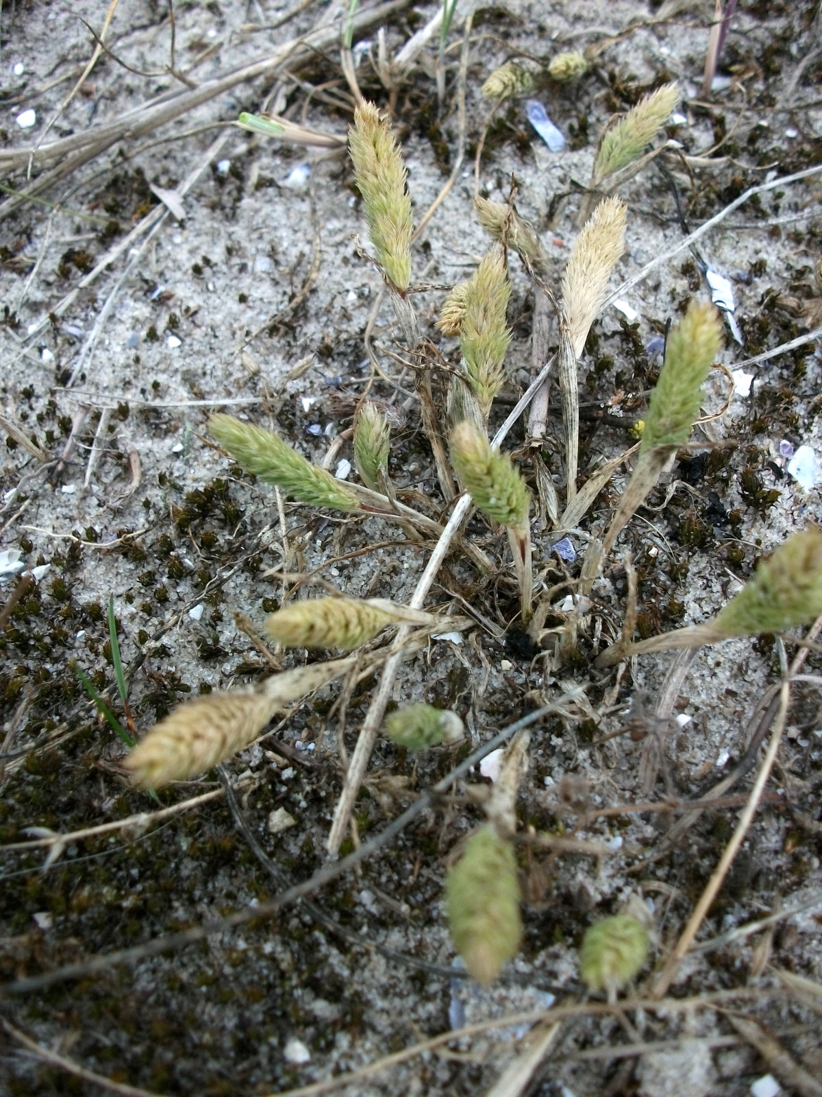 Phleum arenarium