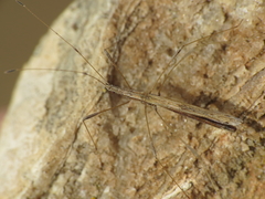 Neides tipularius