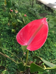 Anthurium andraeanum
