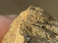 Neides tipularius
