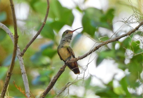 Buff-bellied Hummingbird photographed in Florida