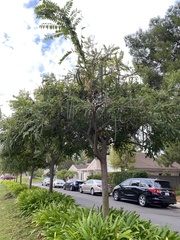 Cassia leptophylla