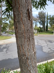 Cassia leptophylla