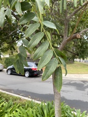 Cassia leptophylla
