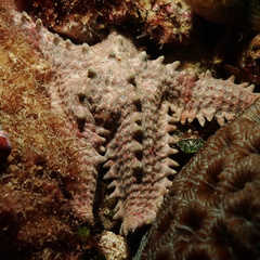 Asteropsis carinifera