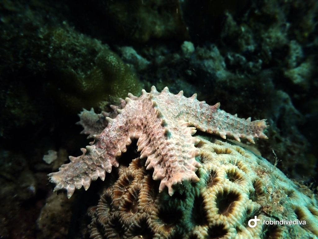 Sheriff-badge Sea Star