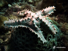 Asteropsis carinifera