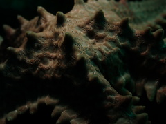 Asteropsis carinifera