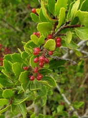 Searsia crenata