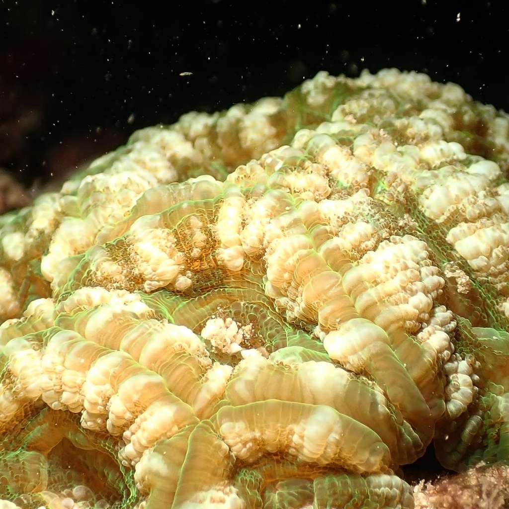 Sclerophyllia maxima