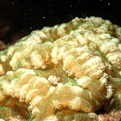 Sclerophyllia maxima