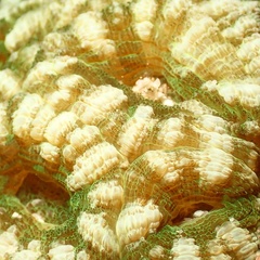 Sclerophyllia maxima