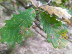 Quercus petraea