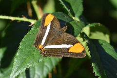 Adelpha zea