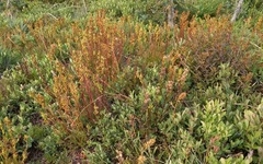 Pedicularis contorta