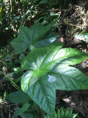 Cnidoscolus aconitifolius