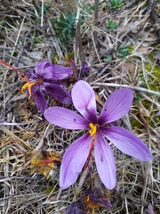 Crocus sativus