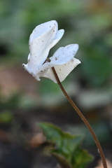 Cyclamen
