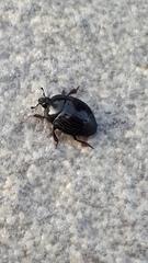 Hister bissexstriatus