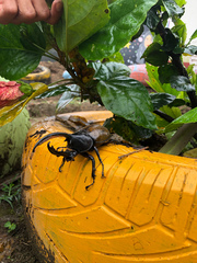 Dynastes occidentalis