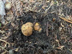 Elaphomyces verruculosus