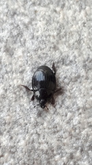Hister bissexstriatus