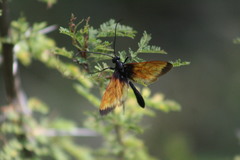 Rhynchophion flammipennis