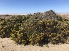Xylothamia diffusa