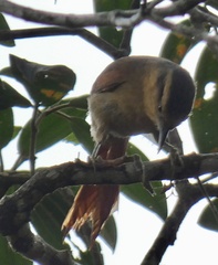 Furnariinae