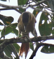 Furnariinae