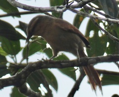 Furnariinae