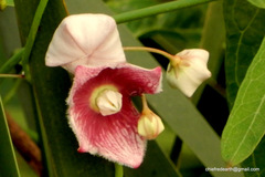Oxystelma esculentum
