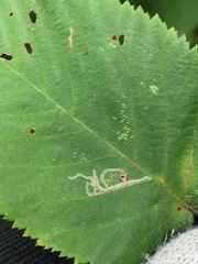 Caloptilia ostryaeella